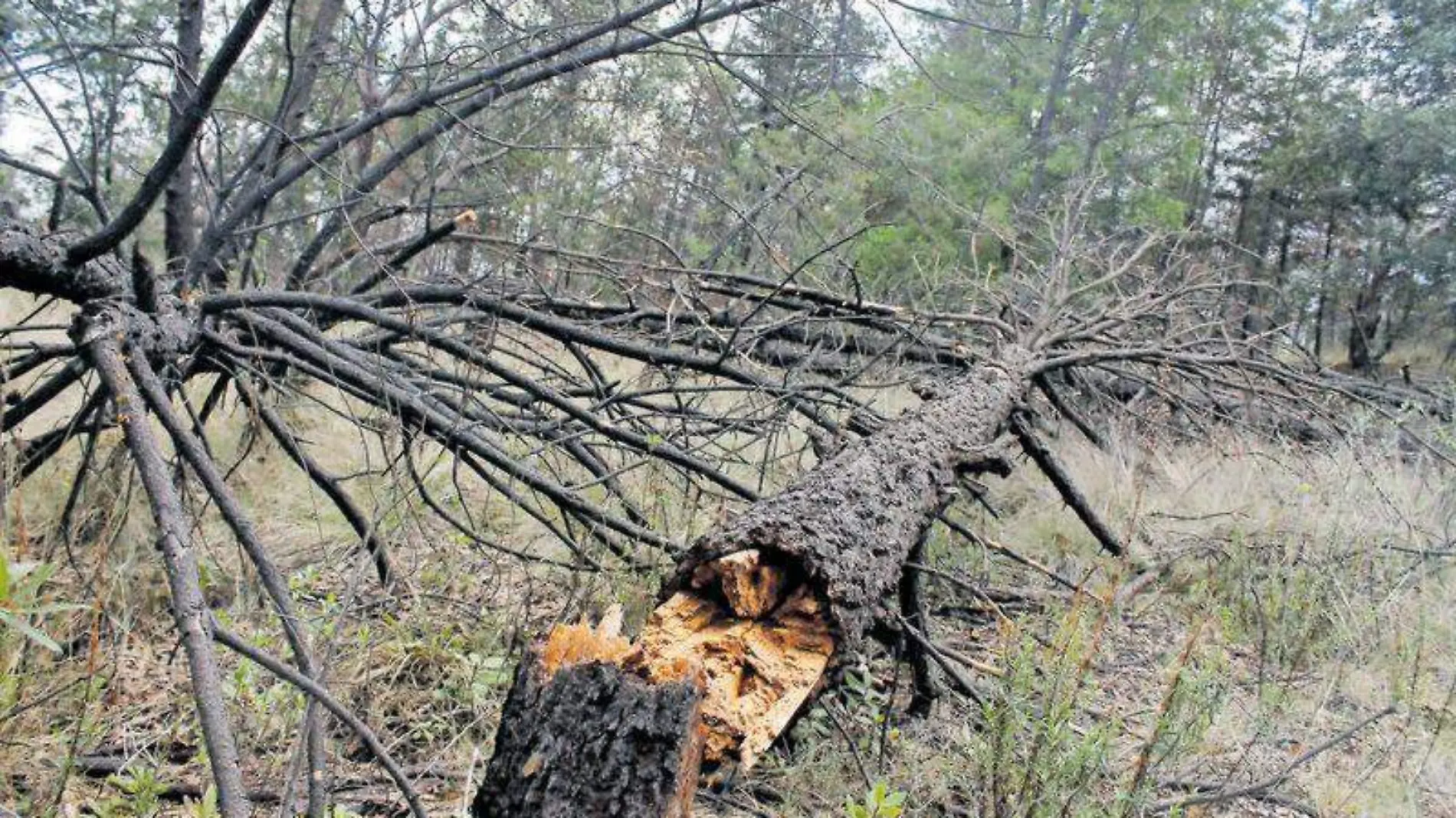 árboles, tala, bosque